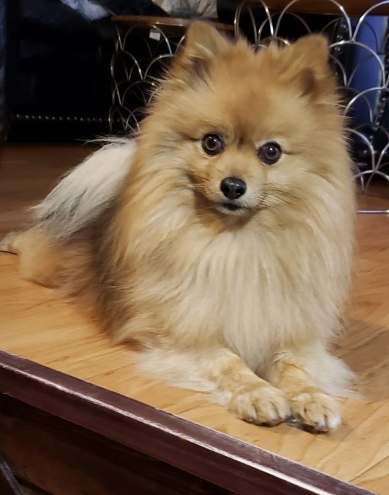 Fennec