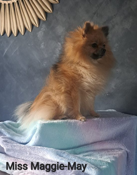 Maggie-May