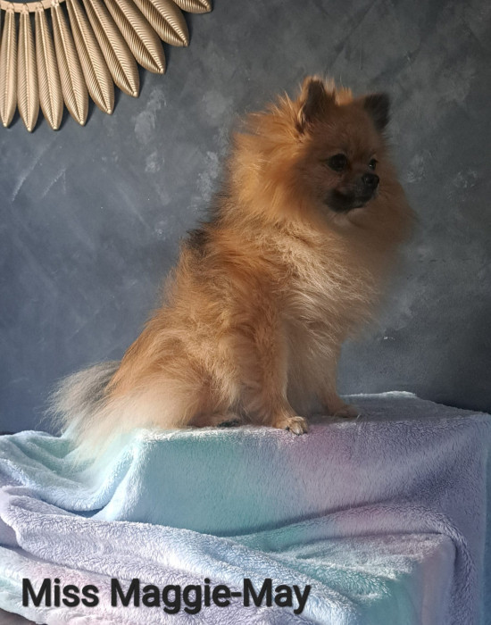 Maggie-May
