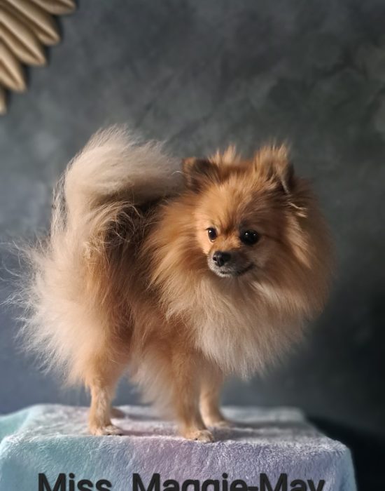 Maggie-May